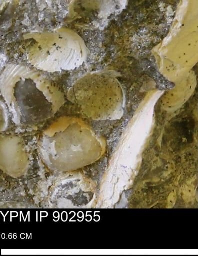 Corbulamella gregaria