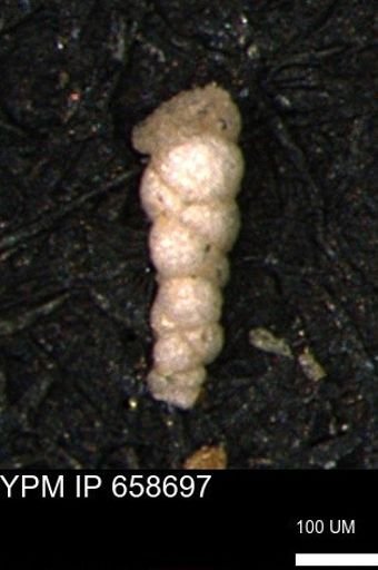 Verneuilinoides kansasensis