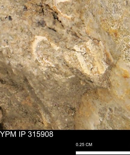 undet. Mollusca