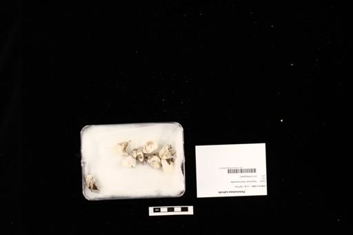 Pelomedusa subrufa