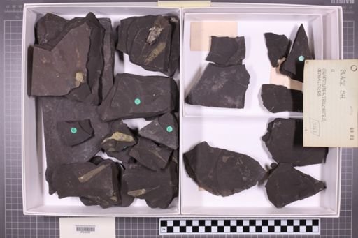 mixed taxa, stratigraphic collection