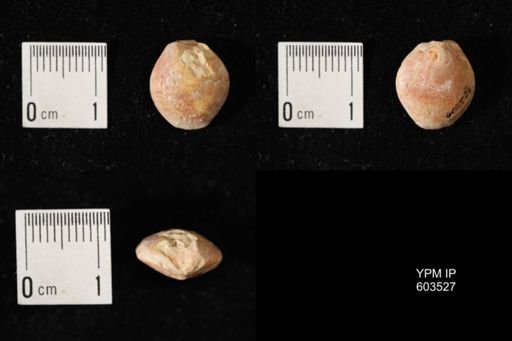 Dielasma hastata