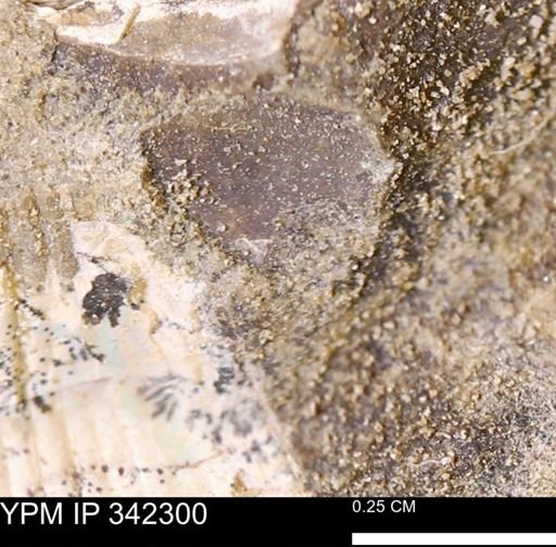 undet. Mollusca