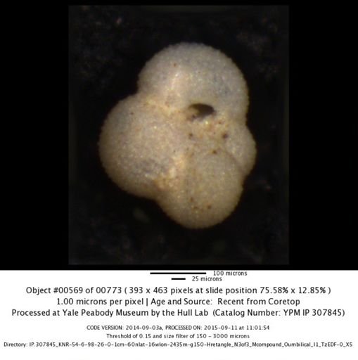 undet. Foraminiferida