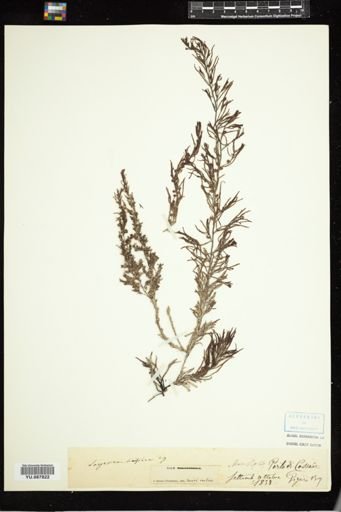 Sargassum linifolium