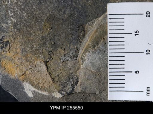 Eurypterida