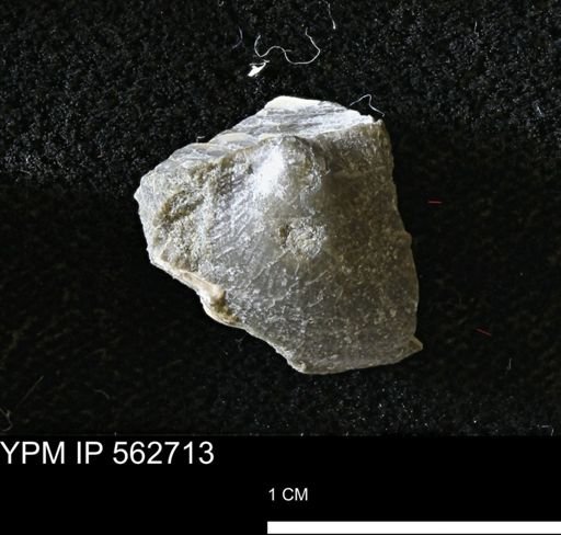 Oxytoma (Hypoxytoma)?