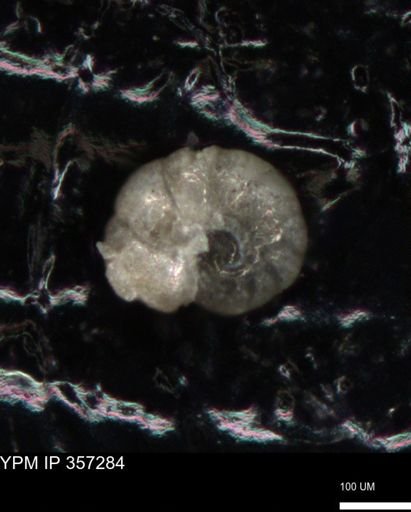 undet. Foraminiferida