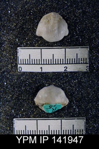 Chonetella nasuta