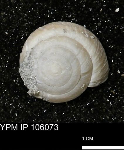 Poecilozonites bermudensis zonatus