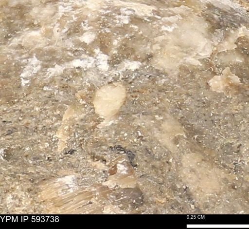 Baculites sp.