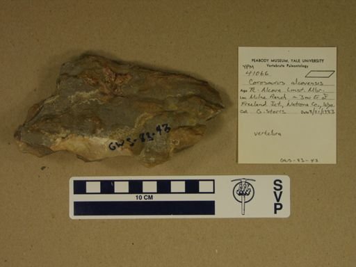 Corosaurus alcovensis