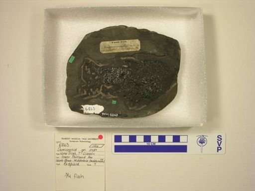 Semionotidae