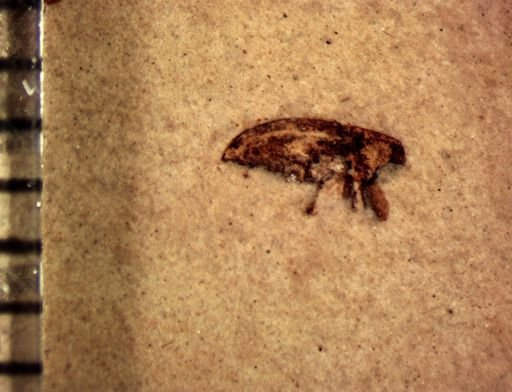 undet. Cryptorhynchinae
