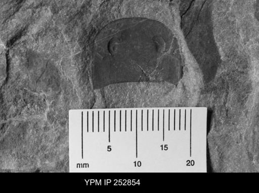 Eurypterus sp.