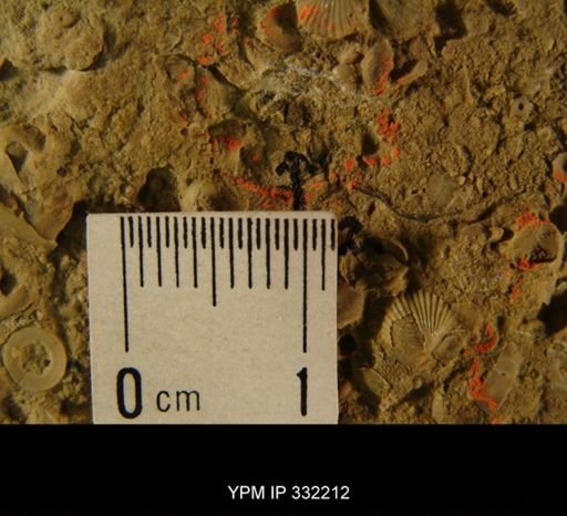 Hemiarges paulianus?