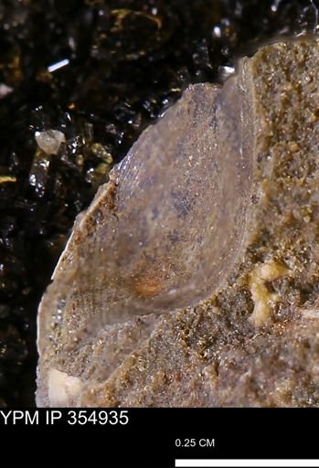 Limopsis sp.