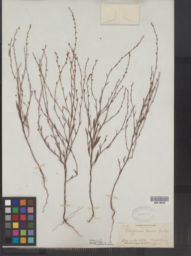 Polygonum tenue