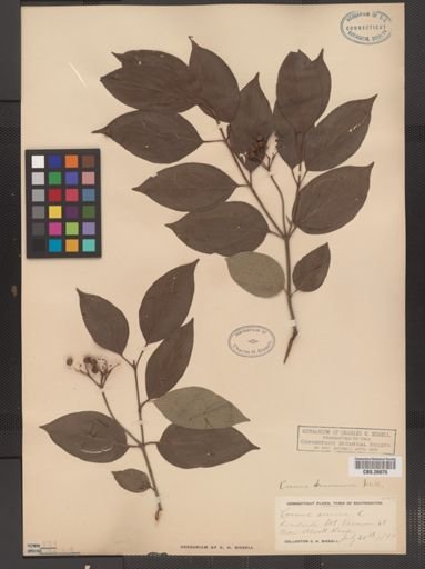 Cornus amomum