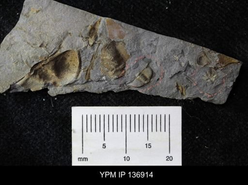 Ctenocephalus maltheus