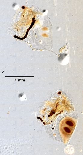 Daphnia