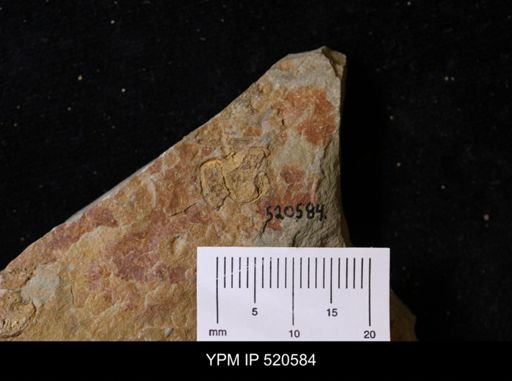 Chauvelicystis sp.