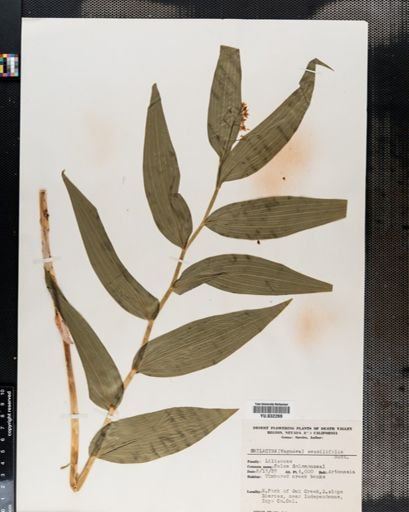 Maianthemum