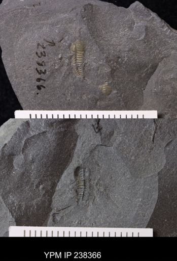 Triarthrus eatoni