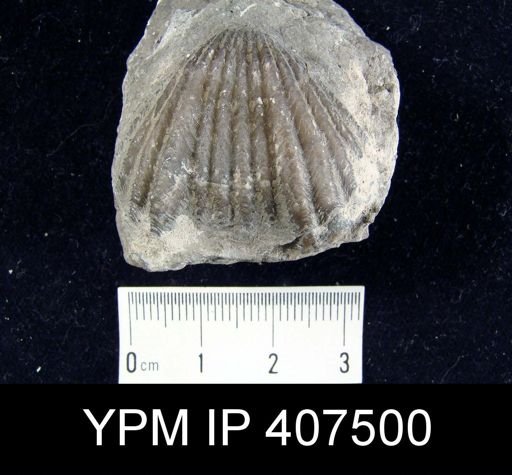 Rhynchotrema perlamellosa