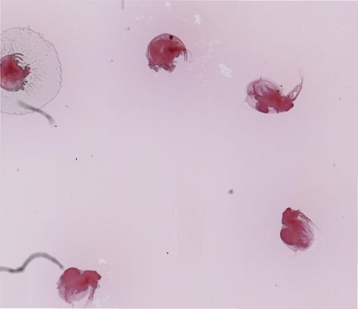 Ceriodaphnia