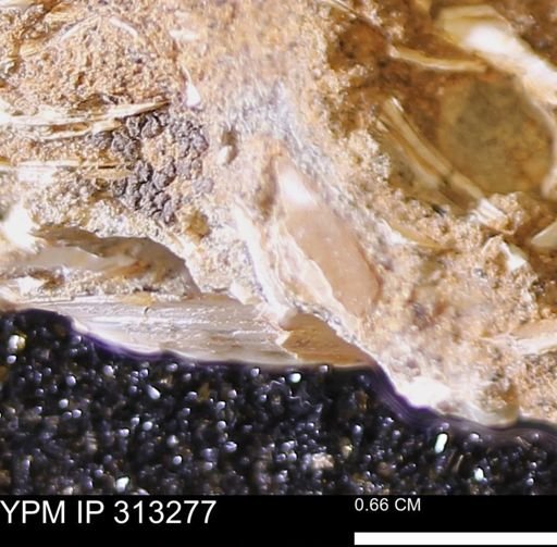 Corbicula