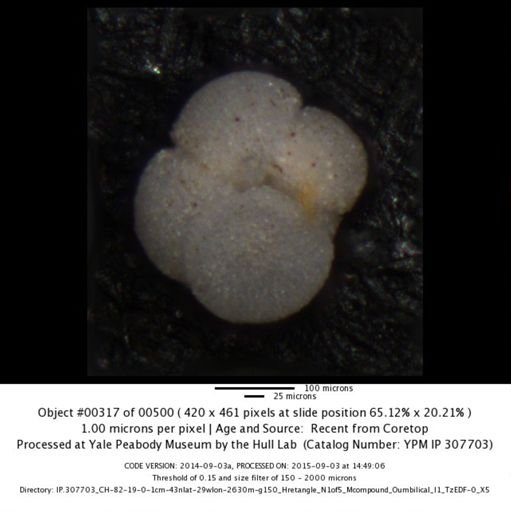 Neogloboquadrina incompta