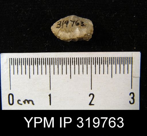 Neochonetes choteauensis