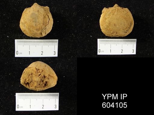 Meristella sp.