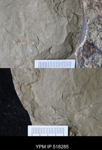 Thelxiope sp.