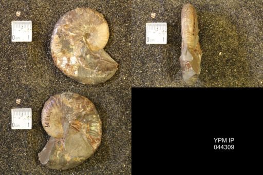 Hoploscaphites comprimus