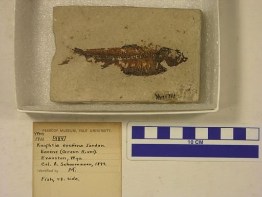Knightia eocaena