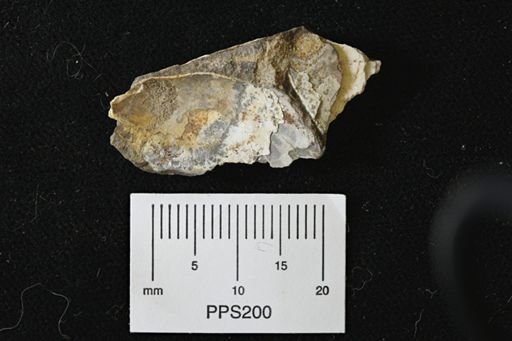 Pseudoptera sp.