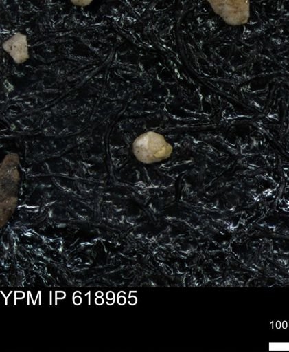 undet. Foraminiferida