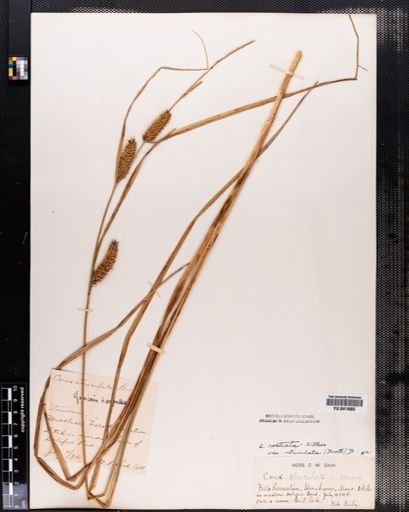 Plantae
