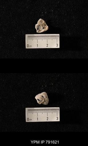 undet. Brachiopoda