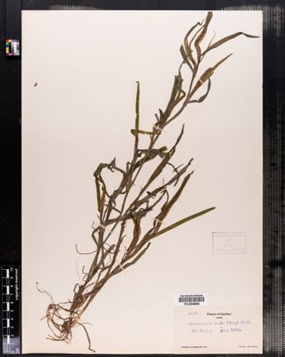 Heteranthera dubia