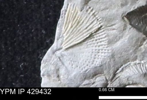 Devonochonetes scitulus