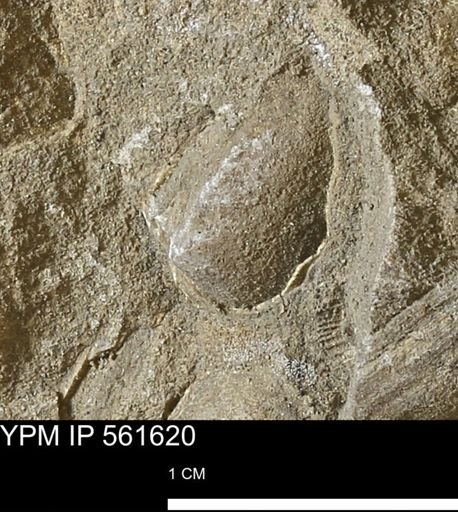 undet. Bivalvia