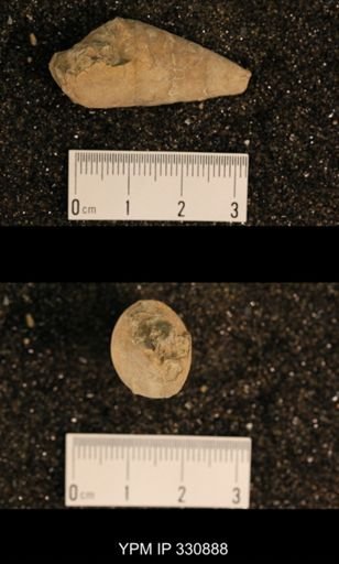 Meekospira peracuta choctawensis