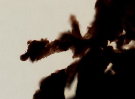 Ianthella sp.