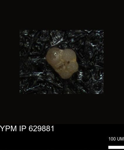 undet. Foraminiferida