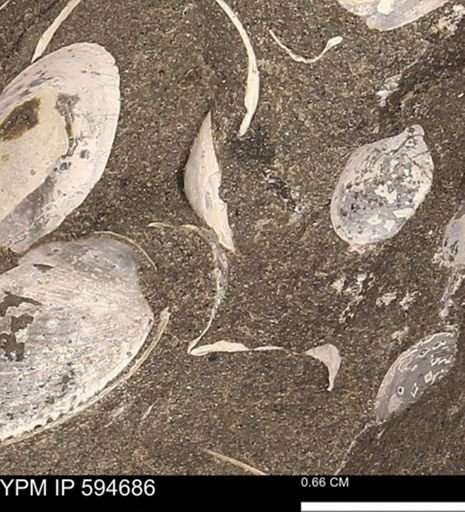Protocardia sp.