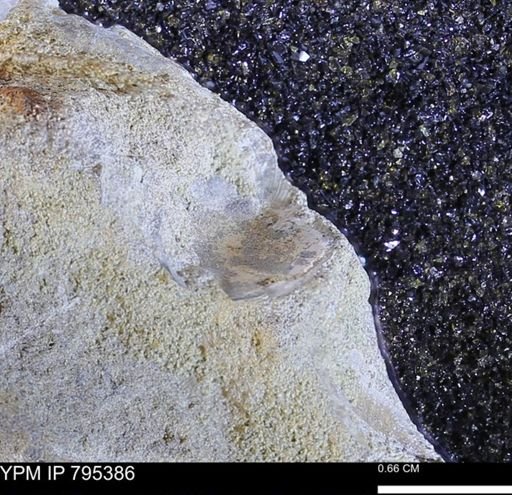 undet. Bivalvia