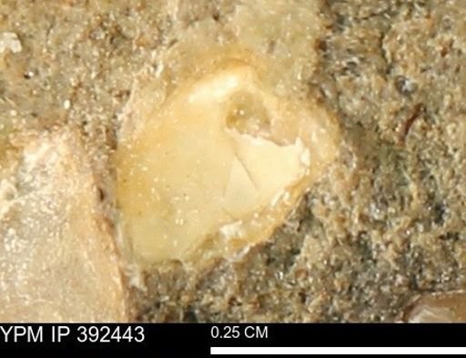 Protocardia subquadrata